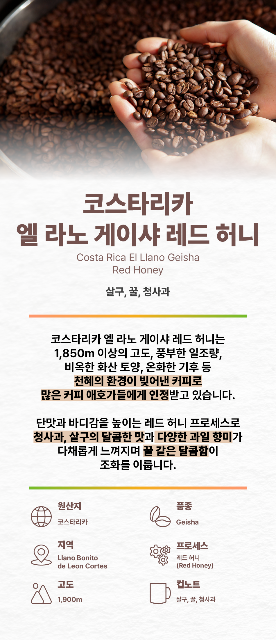 코스타리카 엘 라노 게이샤 레드허니